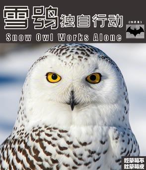 雪鸮为什么能成为优秀的猎手?